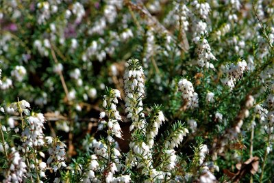 Erica carnea - vřesovec pleťový - květenství